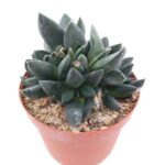 Gasteria Nigricans Sukulent - 8.5 Cm Saksı