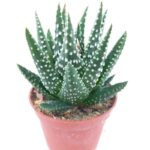 Haworthia pumila var. donut - 8.5 cm saksı