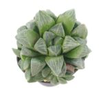 Haworthia Retusa