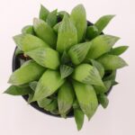 Haworthia Retusa F.Fouchei Sukulent