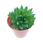 Haworthia ssp. Sukulent - 5.5 cm saksı