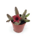 Huernia Pendula - Leş Kaktüs - 5.5 cm saksı