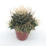 Mammillaria camptotricha - 5.5 Cm Saksı