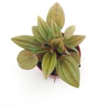 Peperomia Rosso - 5.5 Cm Saksı