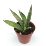 Sansaveria Cylindrica (Paşa Kılıcı) - 5.5 Cm Saksı