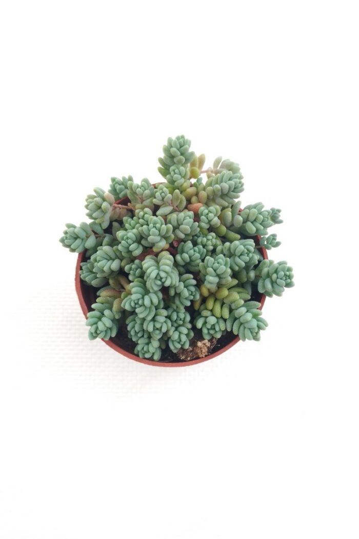 Sedum-Dasyphyllum-Minor-5-5-Cm-Saksi-Prd00009229-1_1