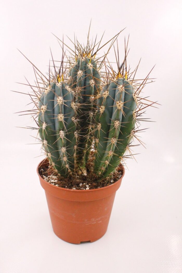 Stetsonia-Coryne-Kaktus-296-2