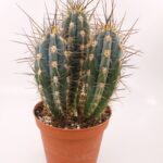 Stetsonia Coryne Kaktüs