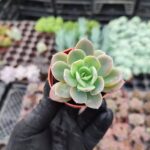 Echeveria greenprince