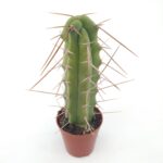 Trichocereus Bridgesii Jiimz