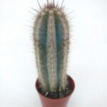 Pilosocereus magnificus