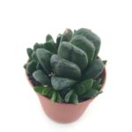 Haworthia truncata x maughanii - 8.5 cm saksı
