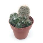 Mammilaria Spinosissima