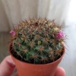 Mammillaria Silvatica