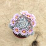 Mammillaria Bocasana