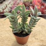 Crassula perfoliata
