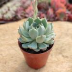 Echeveria cuspidata var. gemmula