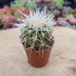 Echinocactus grusonii (beyaz diken)