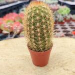 Haageocereus Pseudomelanostele