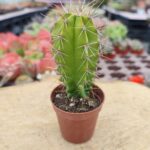 Isolatocereus dumortieri