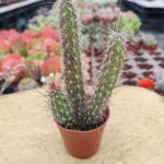 Kaktüs – 5.5 Cm saksı