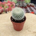 Notocactus haselbergii