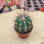 Melocactus azureus - Mavi Melo