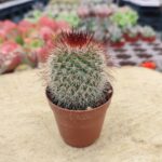 Mammillaria marcosii