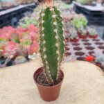 Neoraimondia Herzogiana