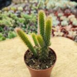 Disocactus flagelliformis (Sıçan Kuyruğu Kaktüs) Pembe Çiçekli