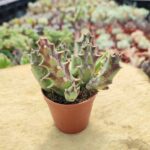 Caralluma melanantha