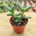 Gibbaeum petrense