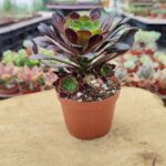 Aeonium arberoum black