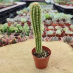 Cleistocactus Baumannii