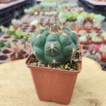 Gymnocalycium Saglionis