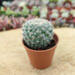 Mammillaria haageana