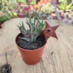 Orbea Dummeri (Siyah Çiçek)