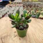 Crassula Gollum - Geniş Yapraklı Tür