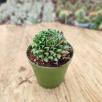 Sempervivum calcareum oddity