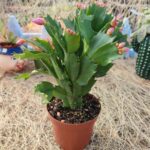 Yılbaşı-Schlumberger