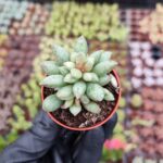 Adromischus mammillaris