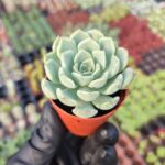 Echeveria zaragoza