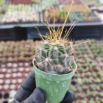Ferocactus Ssp.