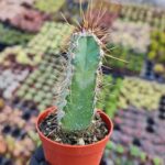 Pılosocereus Pachycladus