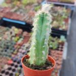 Pilosocereus pachycladus