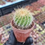 Notocactus magnificus