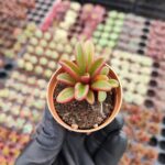 Peperomia Graveolens