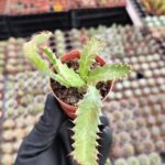 Euphorbia Ssp. Kaktüs