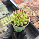 Sempervivum oddity cuidados