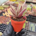 Cyanotis somaliensis - Kedi Kulakları